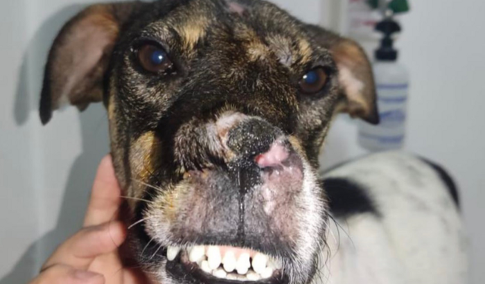 IMPLORAMOS QUE SALVEM NOSSOS ANIMAIS RESGATADOS