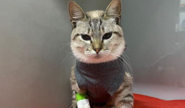 Ajude o Johnny Bravo a viver 