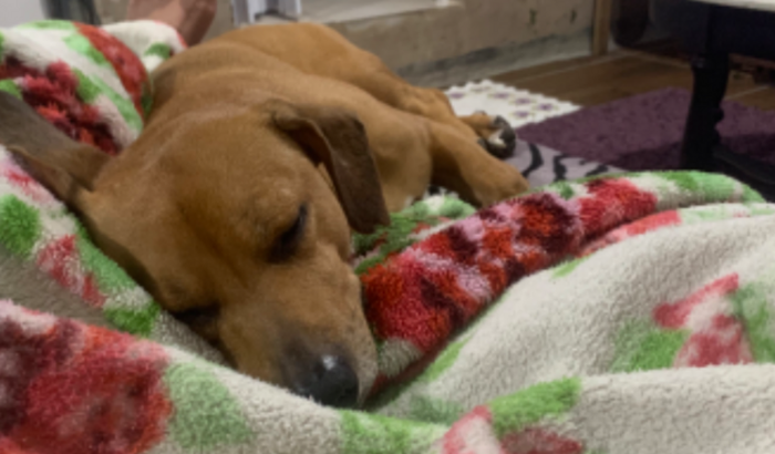 Moro de aluguel e tirei 6 animais da rua queria muito vacina e para a ração pq tem mês que é muito complicado