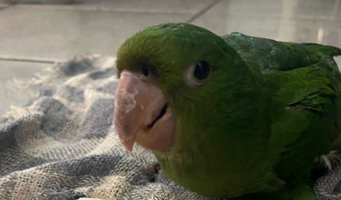 Salvando a Mari, Maritaca