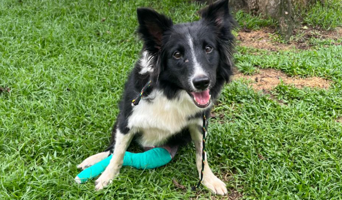 Ajude a Pendy a melhorar