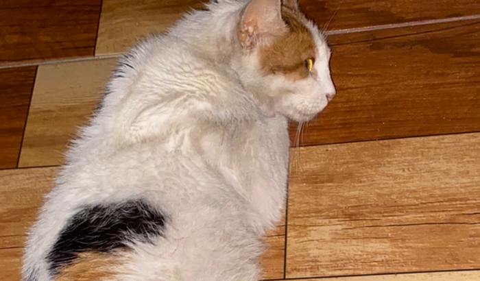 Ajude a salvar a Nina 