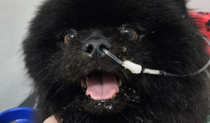 🙏💛 Ajude o Pudim a Vencer Essa Luta! 🐶💙