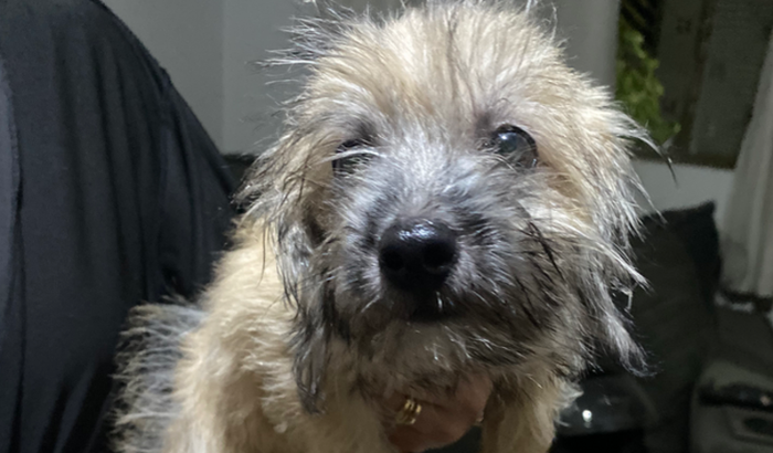 Ajuda para o filhote com parvirose