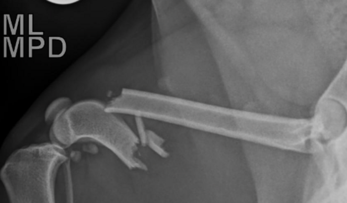 Pandora precisa de ajuda 🥹