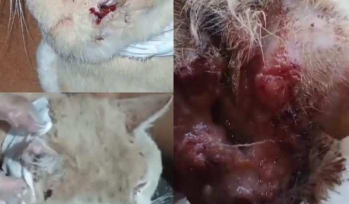 Nos ajude a devolver a saúde ao stwart