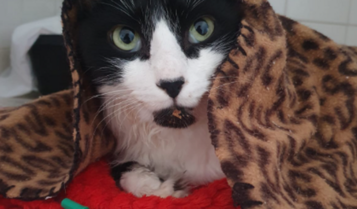 Ajude o Oreo contra a FeLV (Leucemia Felina)