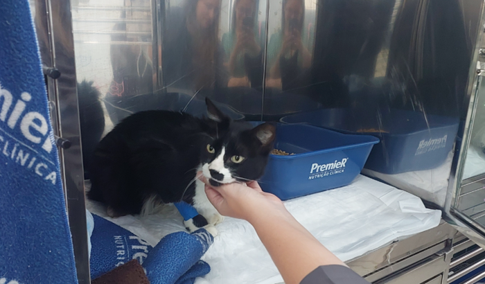 AJUDE O FRAJOLA A VENCER A LEUCEMIA