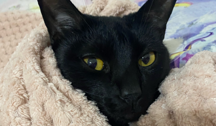 Cirurgia de obstrução do Felino