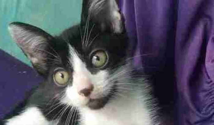 Ajuda para o tratamento do meu gatinho mimo