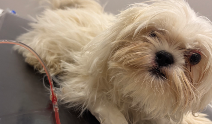 Tratamento do floquinho 