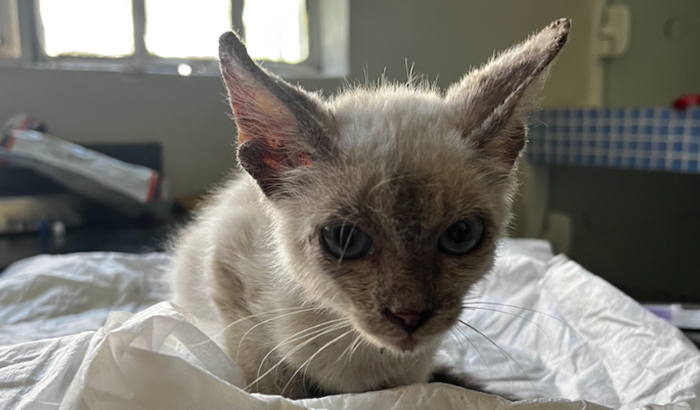 Ajude no resgate da Lilica