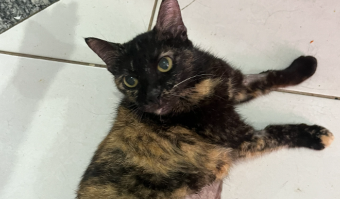 EMERGÊNCIA PARA A MULANZINHA! 