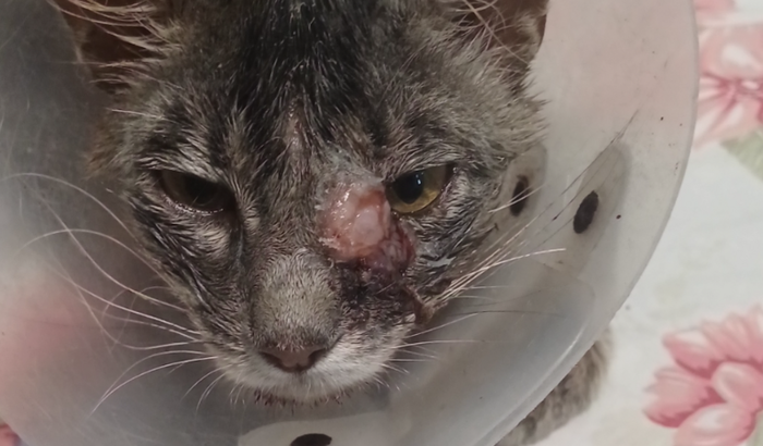 Ajude o nosso Haruki