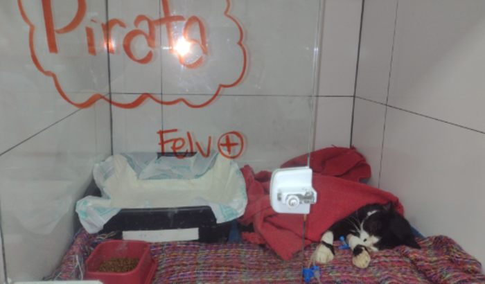 Piratinha lutando contra a FELV 