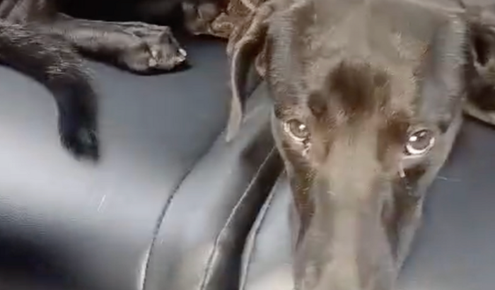 🐾 Resgatei o John na estrada – agora precisamos da sua ajuda! 💛