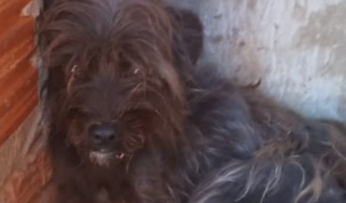 Vaquinha para ajudar a Nina