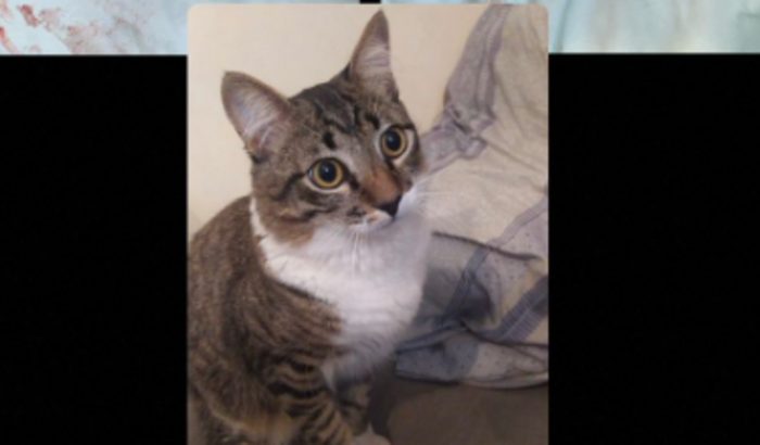 Ajude no exame de envenenamento do Safi