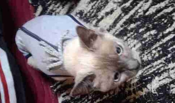 Ajuda com a cirurgia da gata Lua 