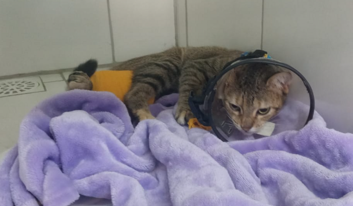 Ajude a curar a gatinha resgatada Candy