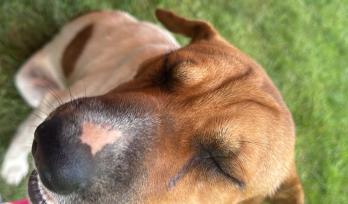 Ajude na cirurgia de Monique 