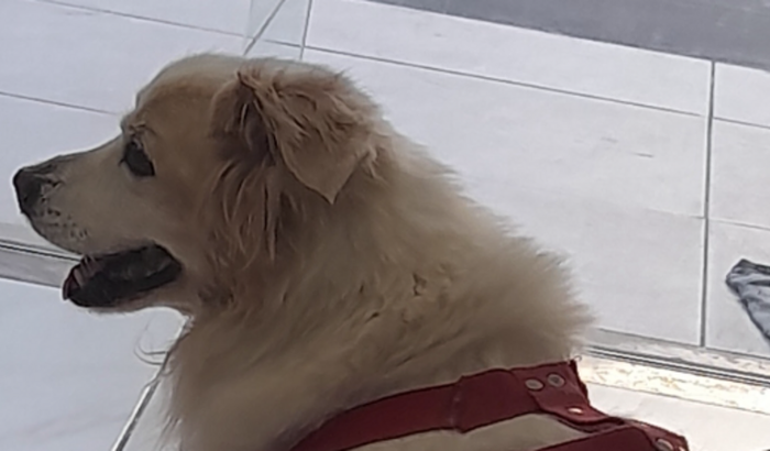 DOE PARA BELO - CIRURGIA URGENTE