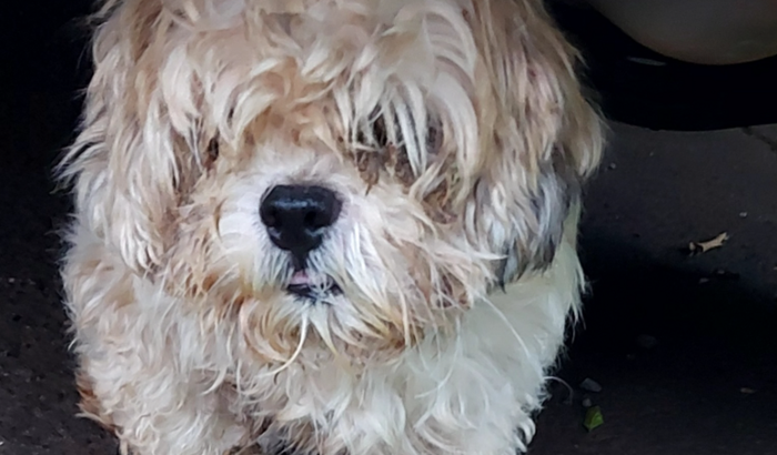 Resgate do Branquinho 