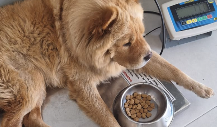 Ajude o Theodoro ❤️