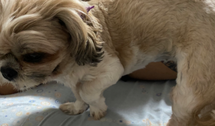 Ajude no tratamento da fofa