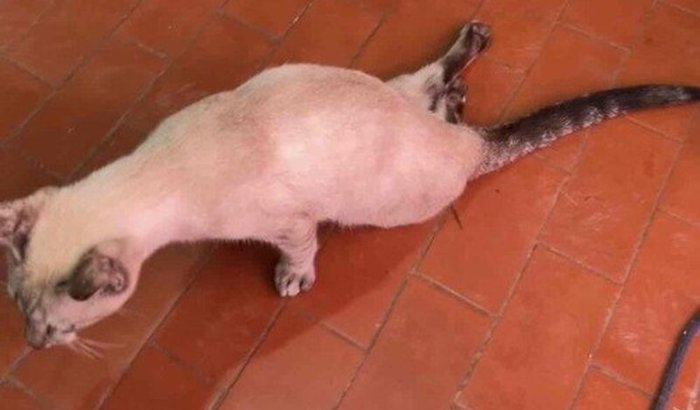 Ajude a kiara🙏🏻