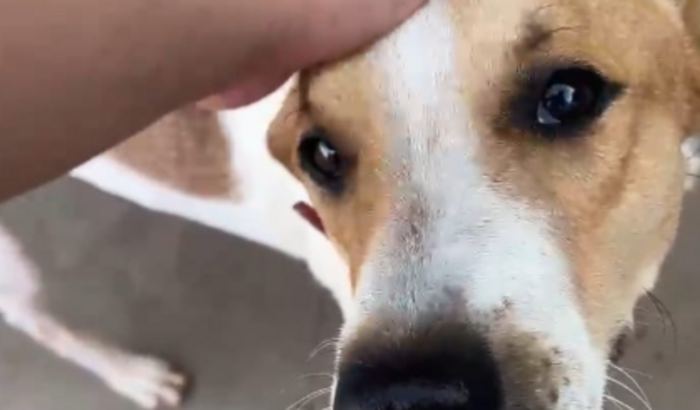 Cirurgia ortopédica na pata do caramelo