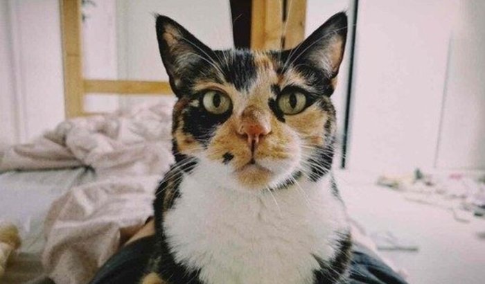 Cirurgia (Enterectomia) + Quimioterapia