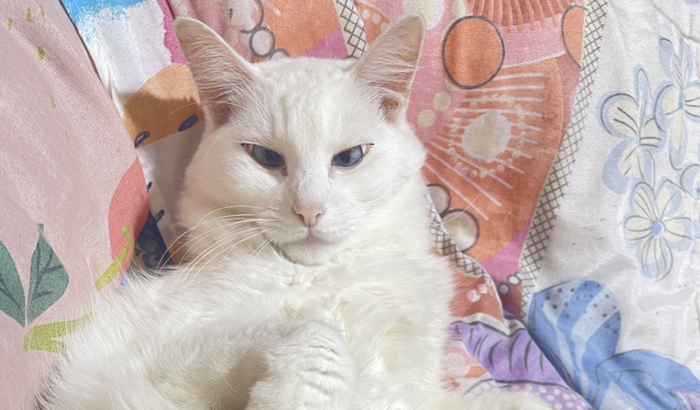 Vamos ajudar o Mingau