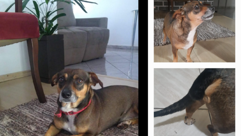 imagem da vaquinha Ajudem o Tobias  na cirurgia de Caudectomia