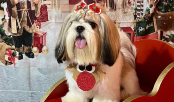 Ajude Luna a melhorar e voltar para seu filhotes