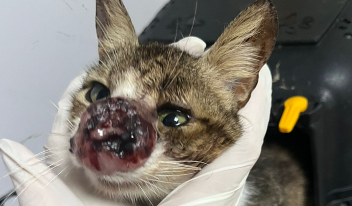 Ajuda para animais de rua resgatados em estado críticos de saúde 