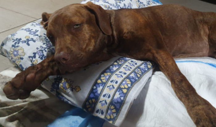 🌟 Ajude o Chocolate a se recuperar! 🐾