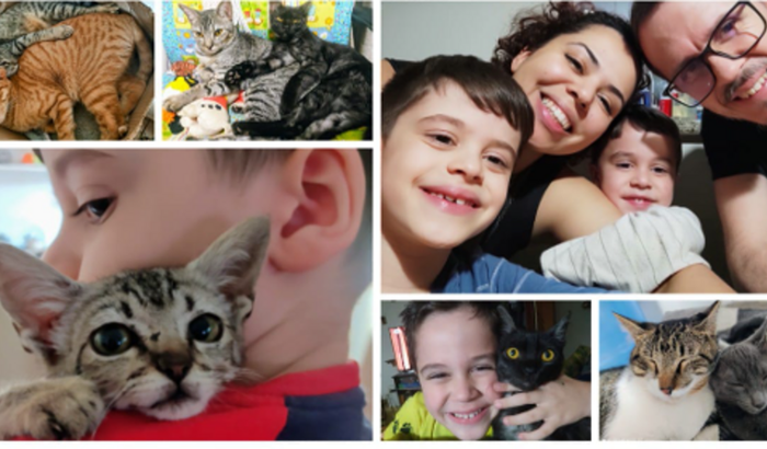 Reúna-se Conosco Para Trazer Nossos Gatos de Volta 💕😻😻