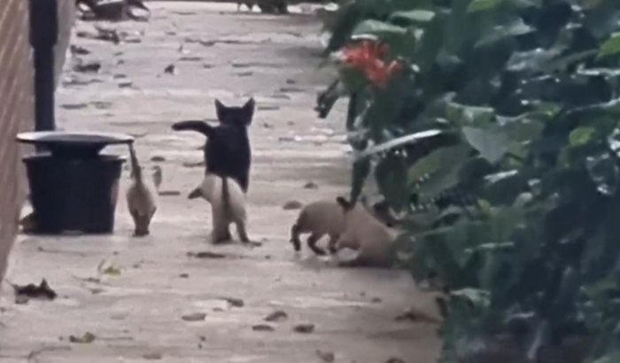 FAMÍLIA DA GATA PÉROLA