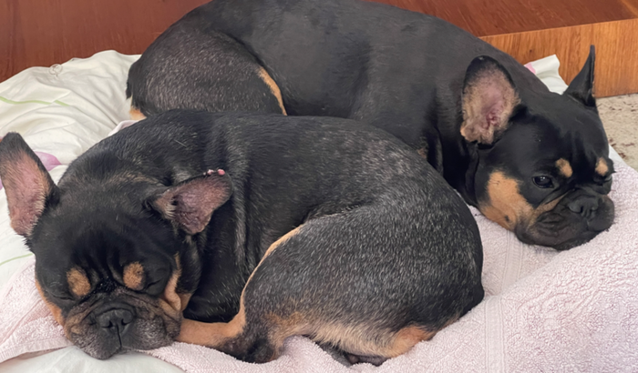 Ajuda para Lady e Loli