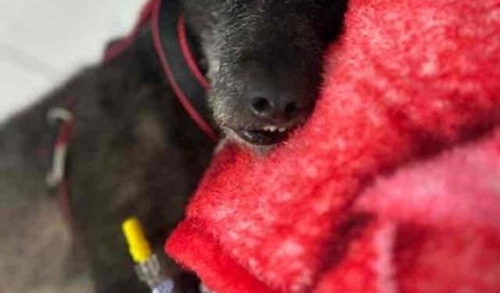 Ajuda para o tratamento do Alvim 🐾