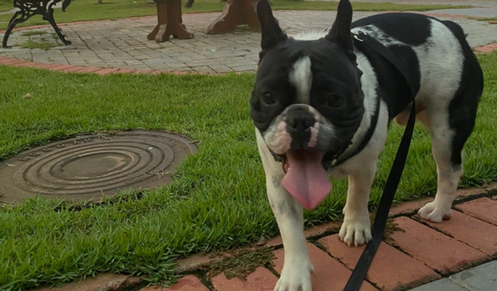 Ajude o Bisnaga 🐶