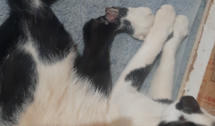 Ajuda para operar a pata com fratura exposta do meu gato 