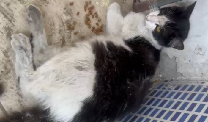 AJUDE O GATINHO BETO - CIRURGIA