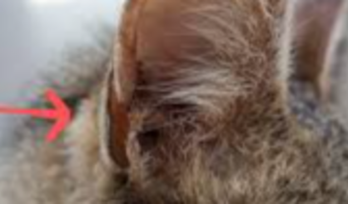 Cirurgia para o Simba