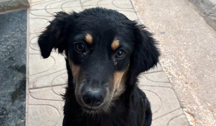 Castração Pretinha