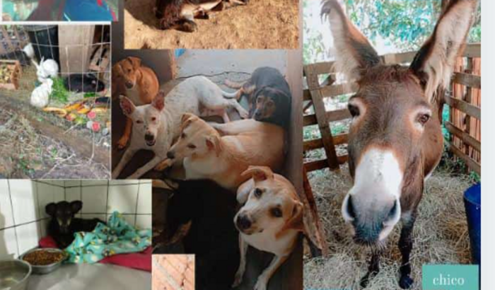 Ajuda para pagarmos o boleto da ração dos animais do Abrigo