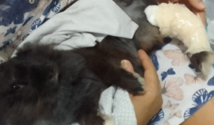 Cirurgia coelhinha Nina