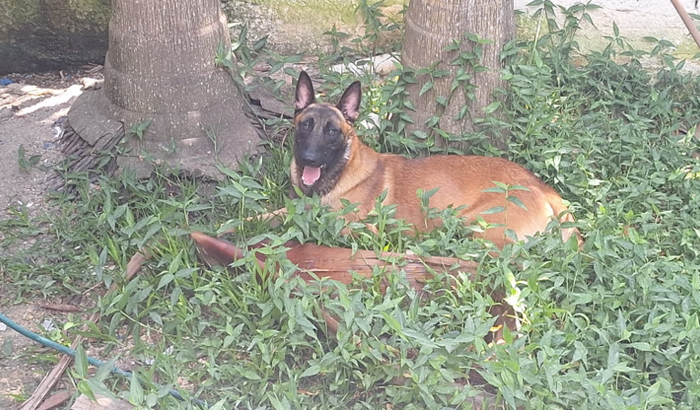 Justiça pelo Canil Catellus