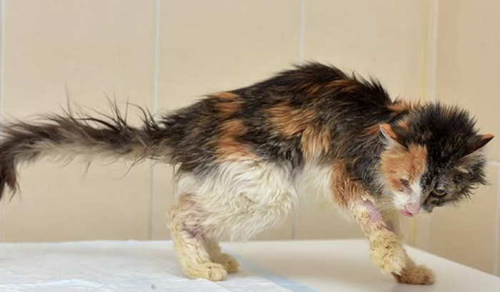 Ajude Zeus a fazer cirurgia e tratamento contra FIV